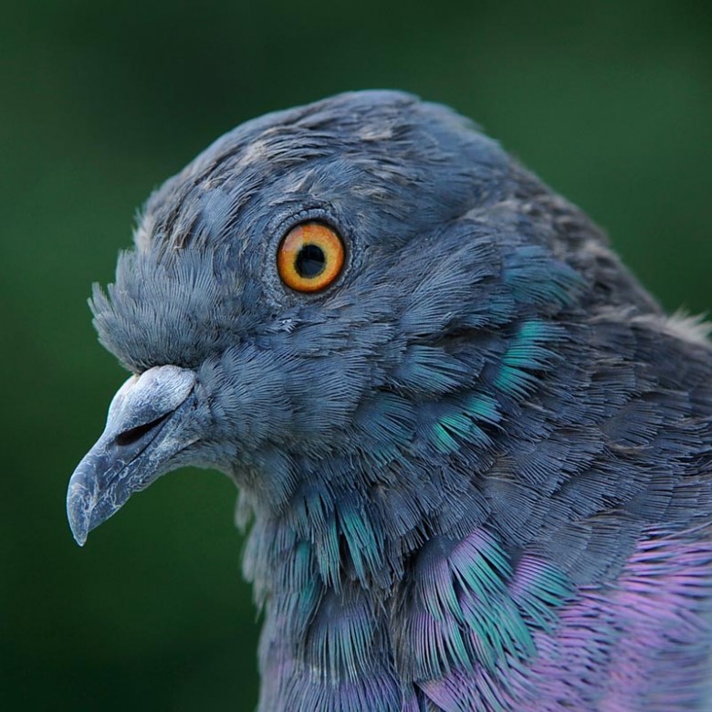 Genomic Diversity And Evolution In The Rock Pigeon