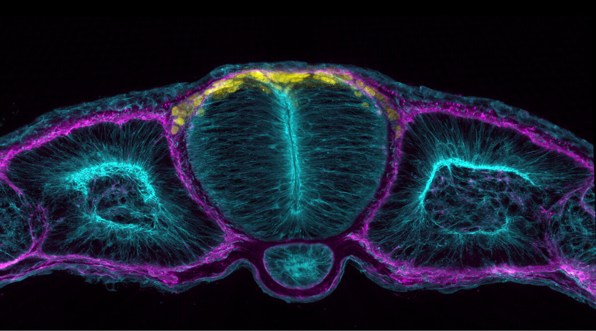 Unlocking the secrets of human development
